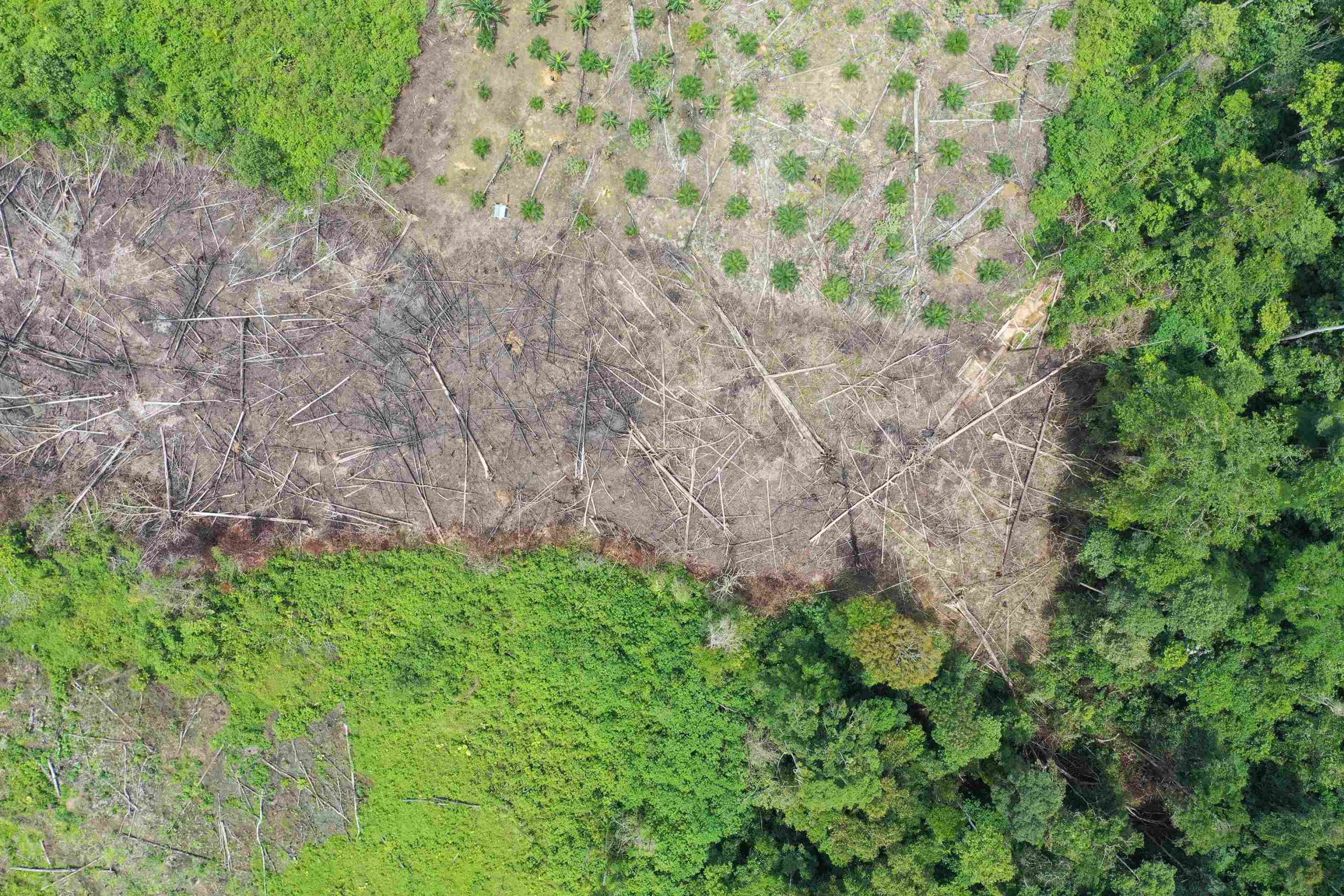 foto ilustrasi Pembukaan lahan untuk perkebunan sawit